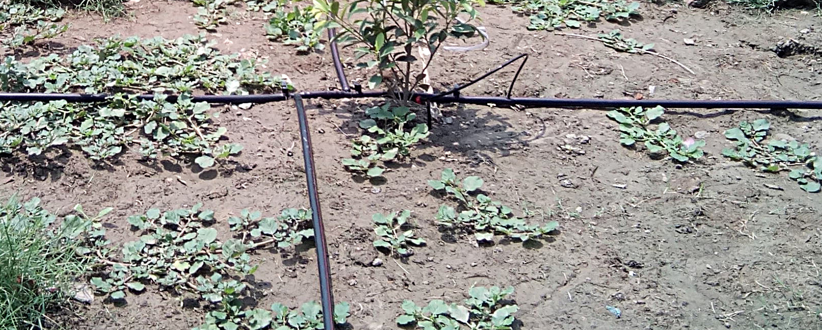 drip irrigation system installation