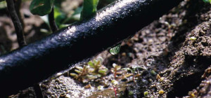 Advantages Of Drip Irrigation