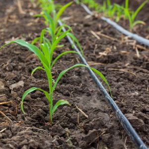 Micro Irrigation