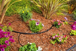 Drip Irrigation